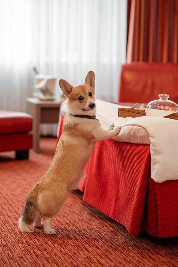 Red Stars Hotel-1