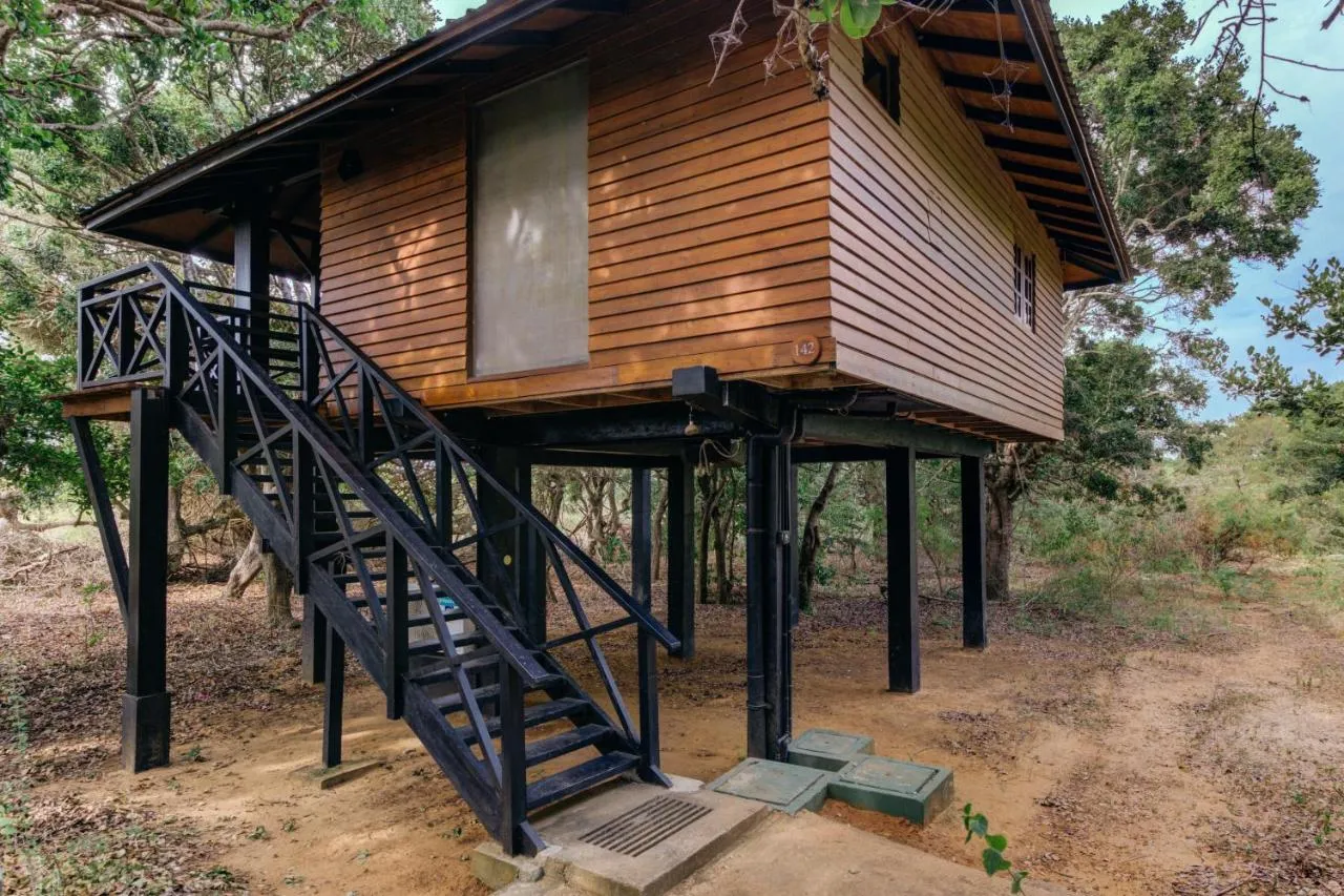Cinnamon Wild Yala slide-3