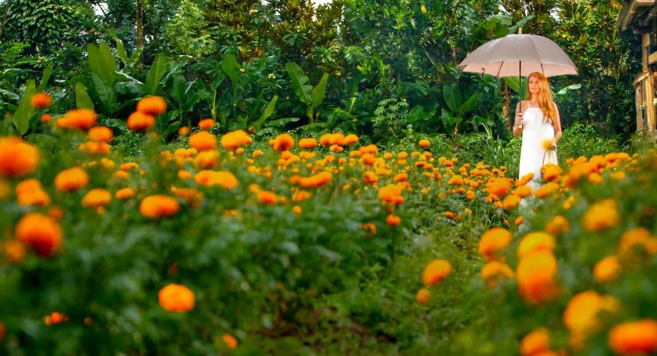 Nandini Jungle by Hanging Gardens-1